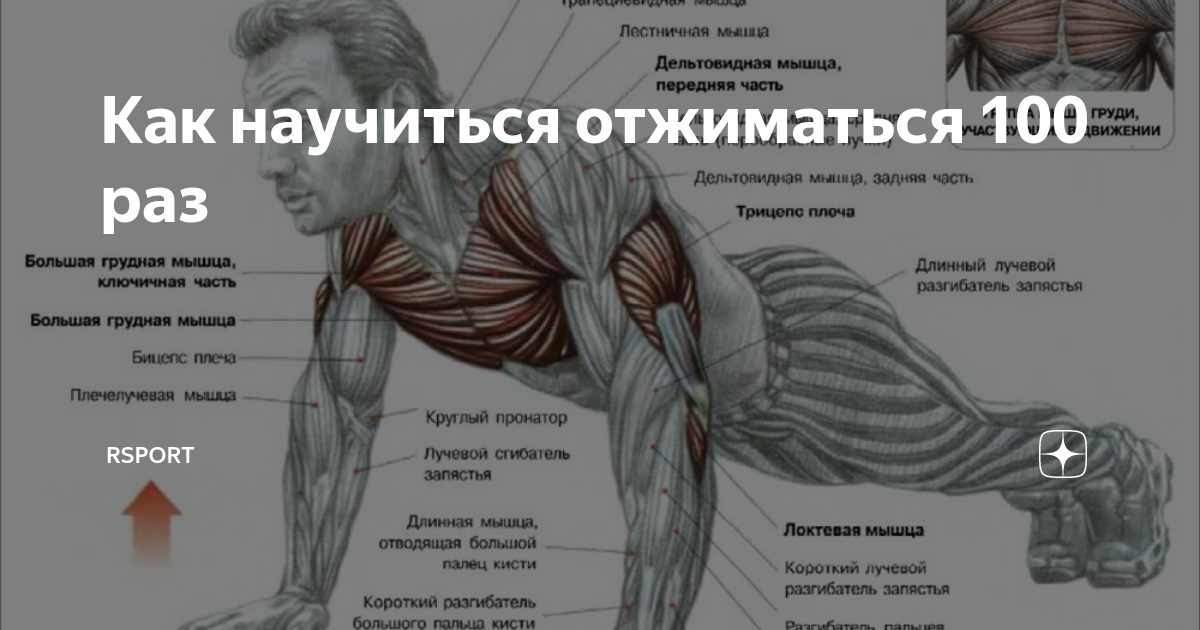 Отжимания 30 раз. Программа тренировок отжимания. 100 Отжиманий программа тренировок. Отжимания на дельтовидные мышцы. Схема отжиманий.