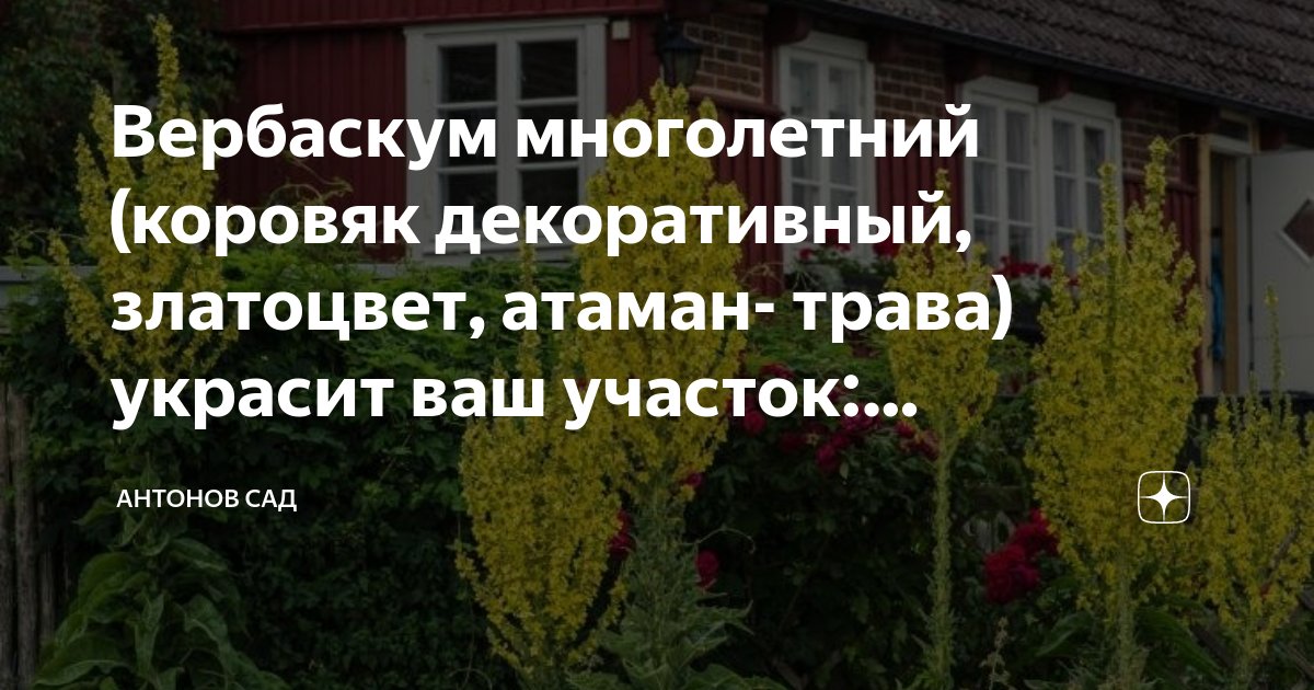 Вербаскум многолетний (коровяк декоративный, златоцвет, атаман- трава ...
