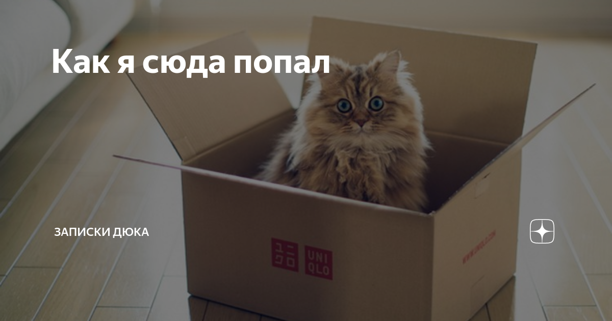 Играющий кот. Порадуй кота. Кошка играет. Как развеселить кошку. Как развесилить котёнка.