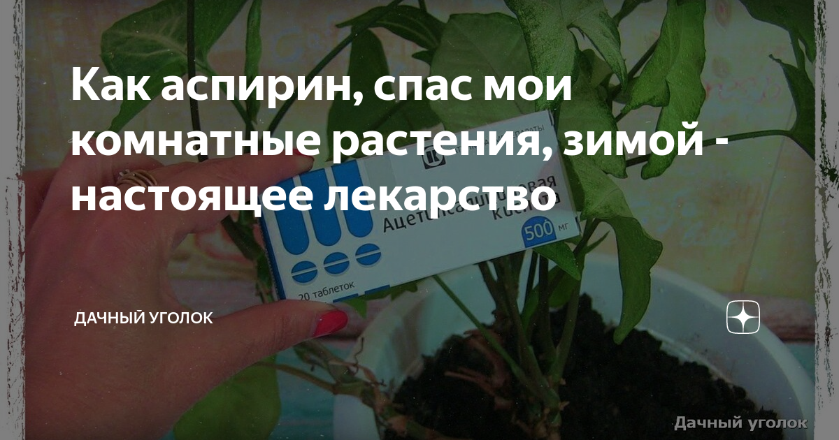 Аспирин для цветов комнатных полив и опрыскивание. Удобрение в таблетках для комнатных растений. Ацетилсалициловая кислота для полива цветов. Аспирин для цветов комнатных. Аспирин для цветов.