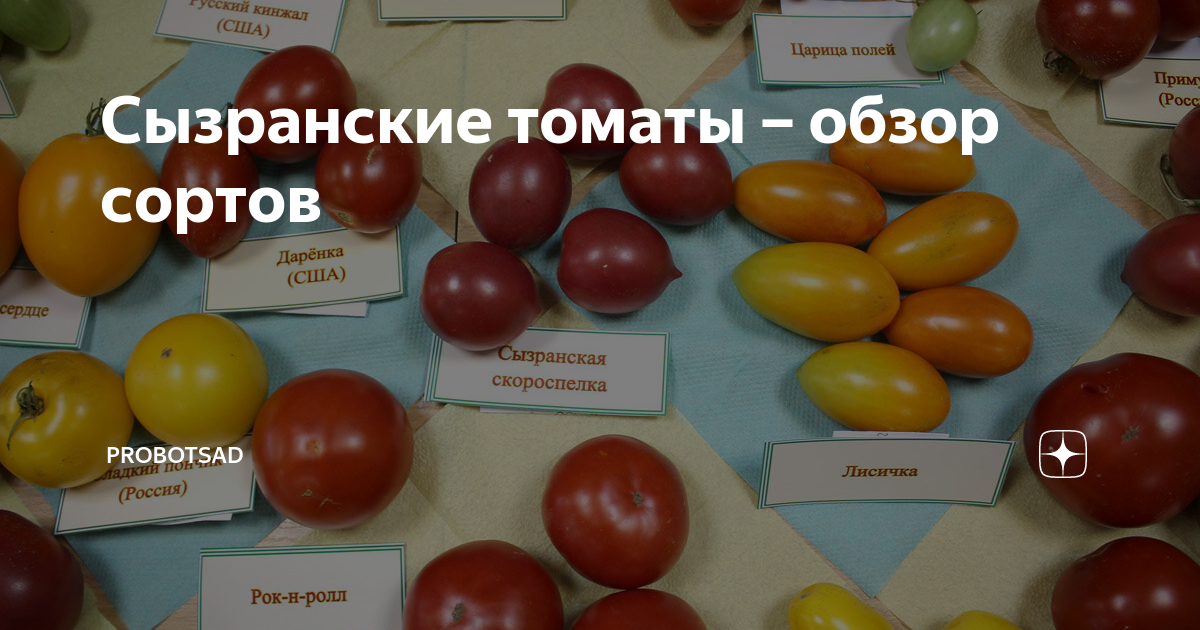 Томаты сызранские описание сортов отзывы. Сызранские помидоры сорта. Сызранский помидор семена. Томат Сызранская розовая.