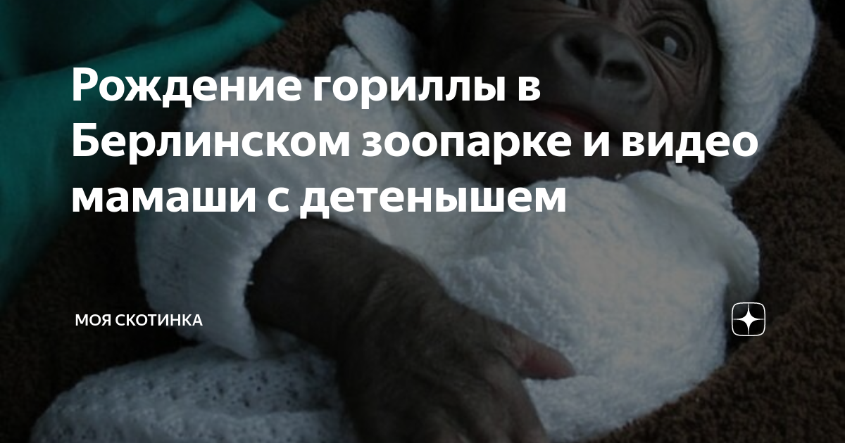 Самец гориллы внезапно родил детеныша и удивил сотрудников зоопарка: Звери: Из жизни: витамин-п-байкальский.рф