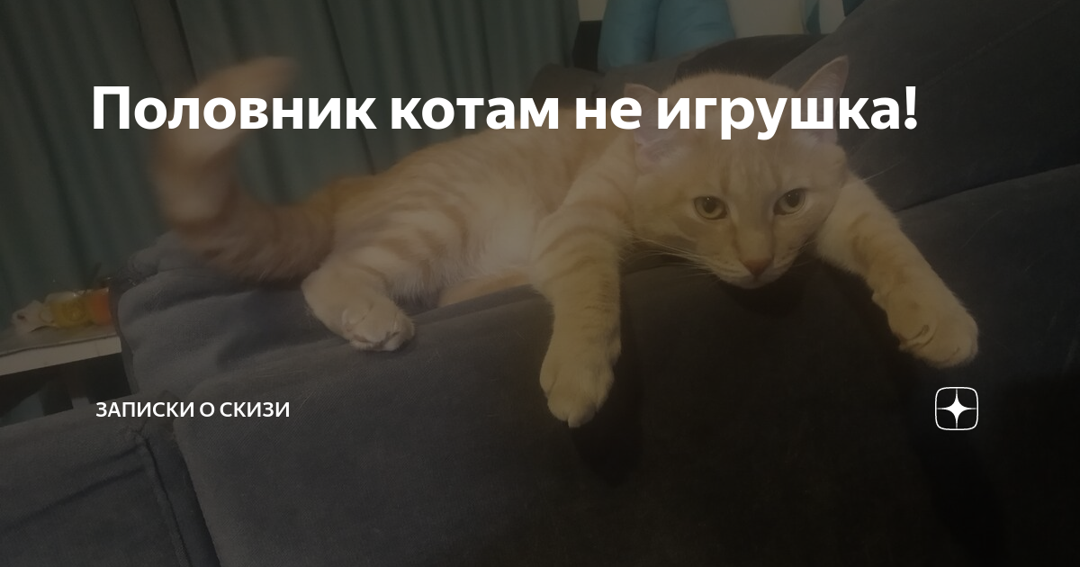 Скизи мазанкин кот новое дзен. Скизи дзен. Скизи мазанкин. Скизи мазанкин. Скизи яндекс дзен читать.