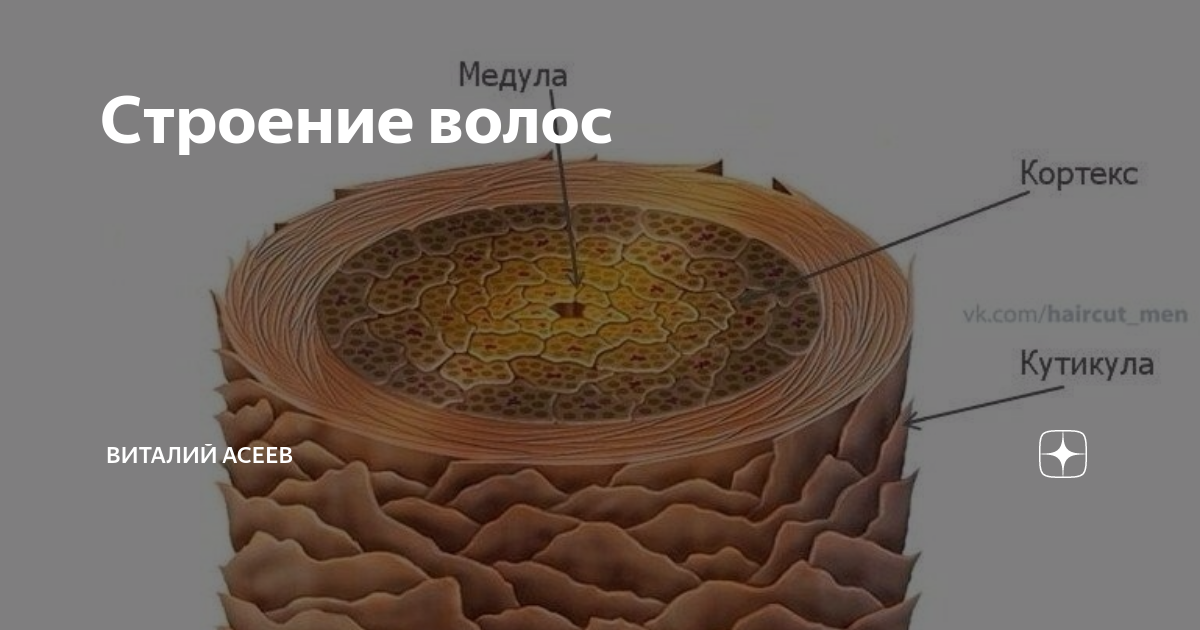 Строение волоса человека картинка