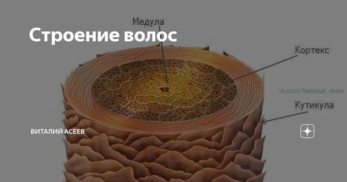 Строение волоса человека на голове для парикмахера рисунок