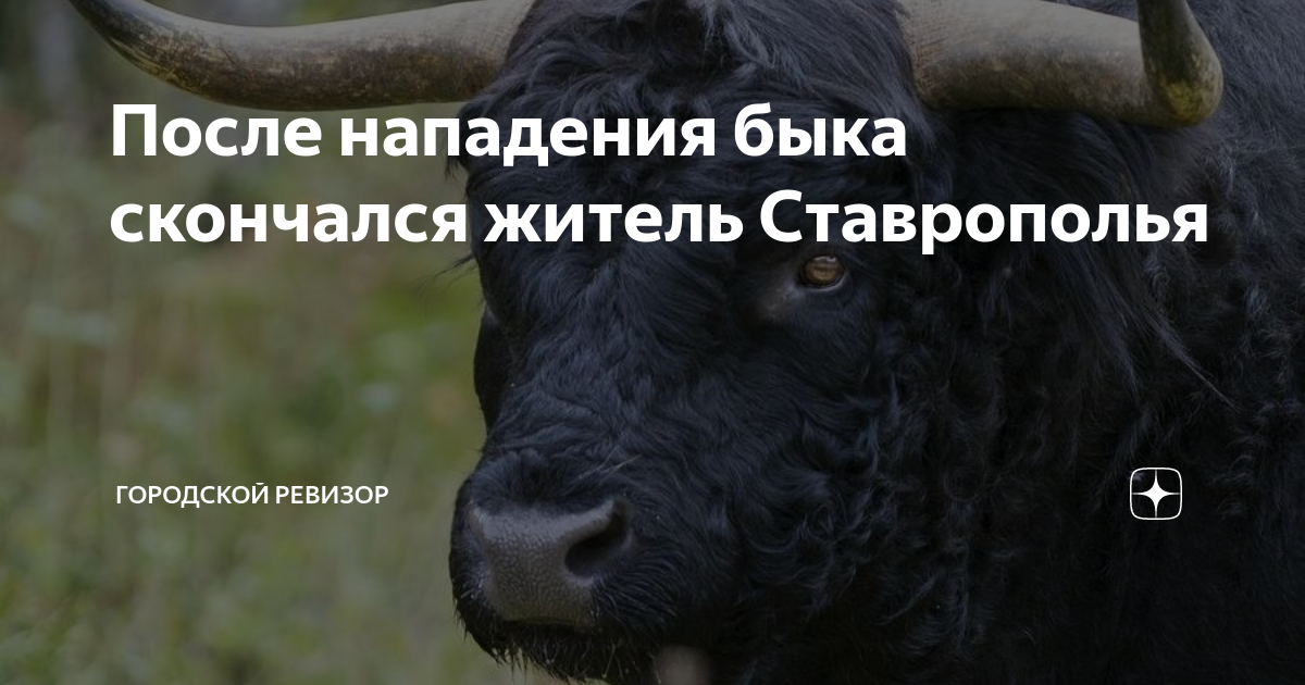 бык в нападении на воле. снится бык нападает. снится бык нападает. природный парк ингилор янао. снится бык нападает.