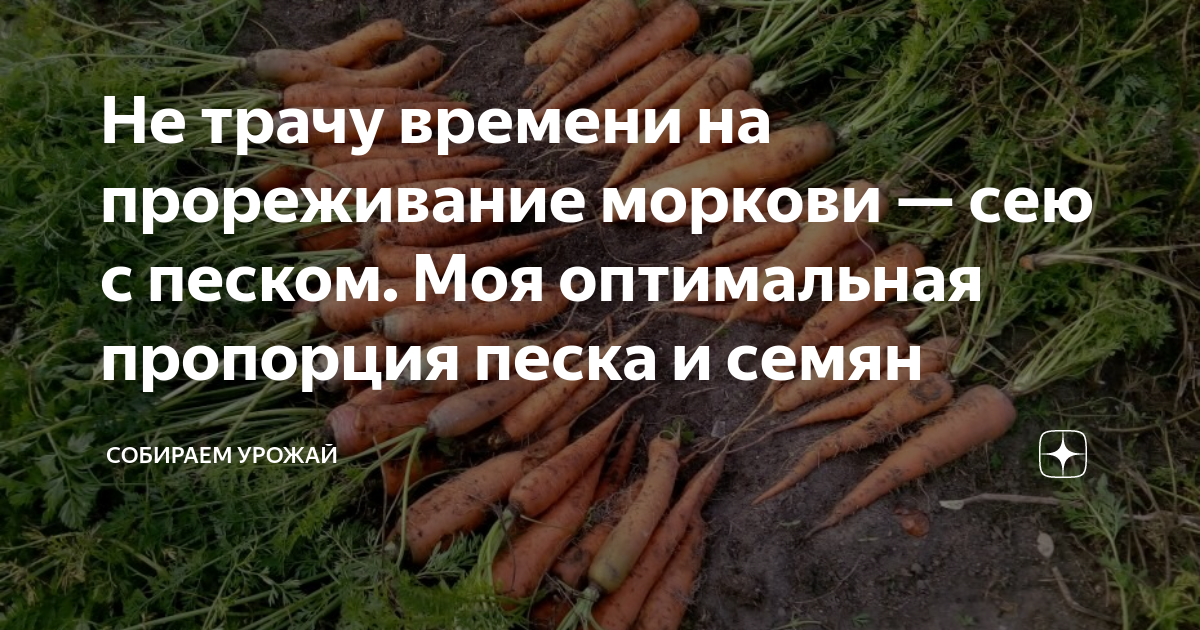 Чем полить морковь после прореживания. Прореживание моркови. Удобрение для моркови. Подкормка моркови после всходов. Подкормка моркови в открытом грунте