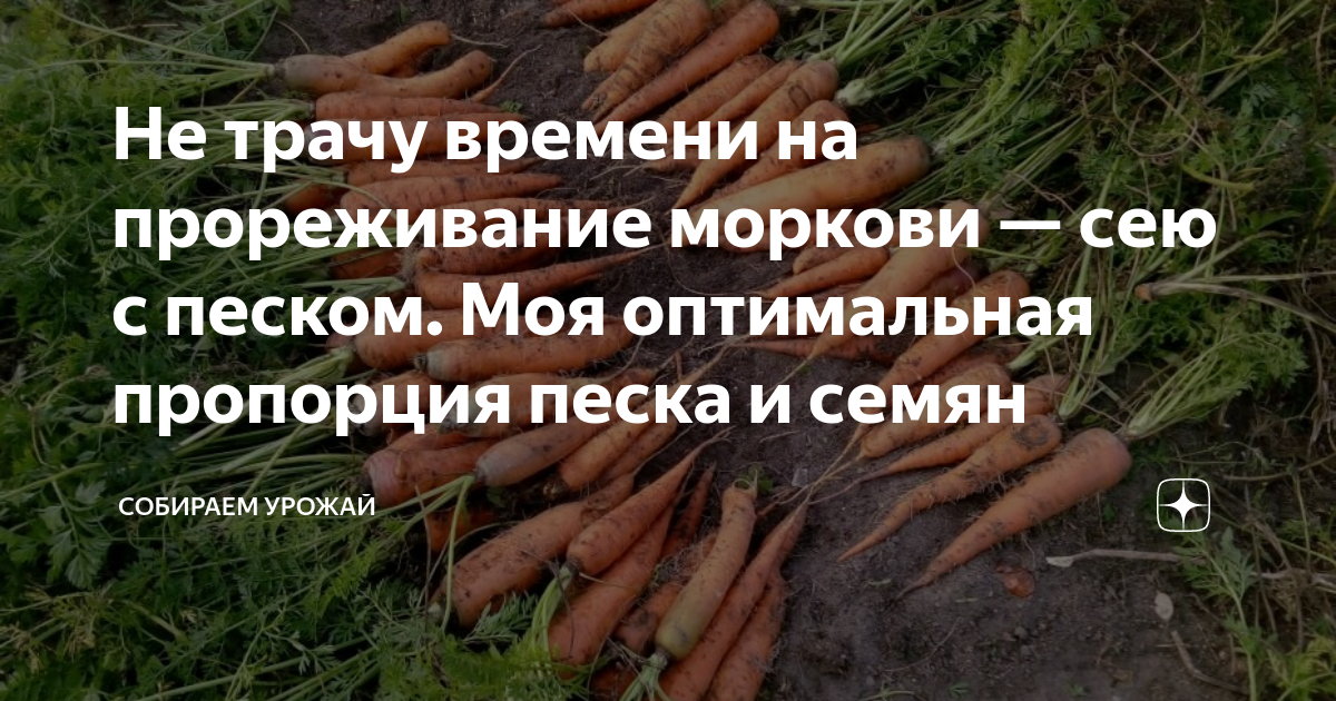 Чем полить морковь после прореживания. Прореживание моркови. Удобрение для моркови. Подкормка моркови после всходов. Подкормка моркови в открытом грунте.