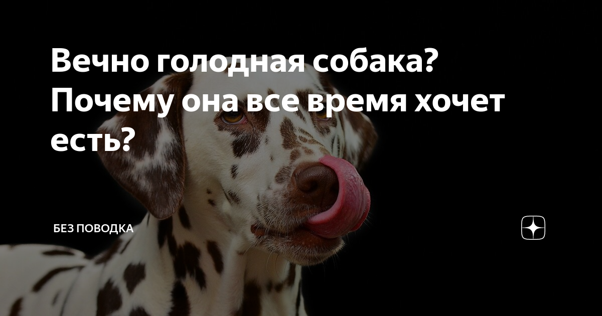 Моя собака очень активная: что делать?