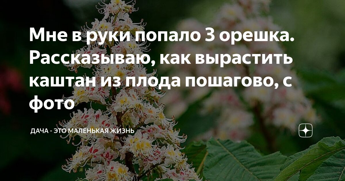 Как вырастить каштан из плода в домашних условиях в горшке для начинающих пошагово с фото