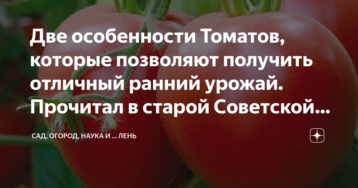 Две особенности Томатов, которые позволяют получить отличный ранний ...