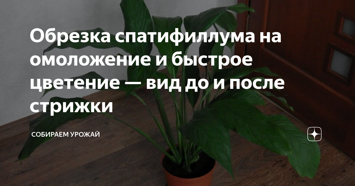 Омоложение спатифиллума. Спатифиллум обрезать. Обрезка листьев у спатифиллума. Как правильно обрезать спатифиллум в домашних условиях. Как обрезать спатифиллум