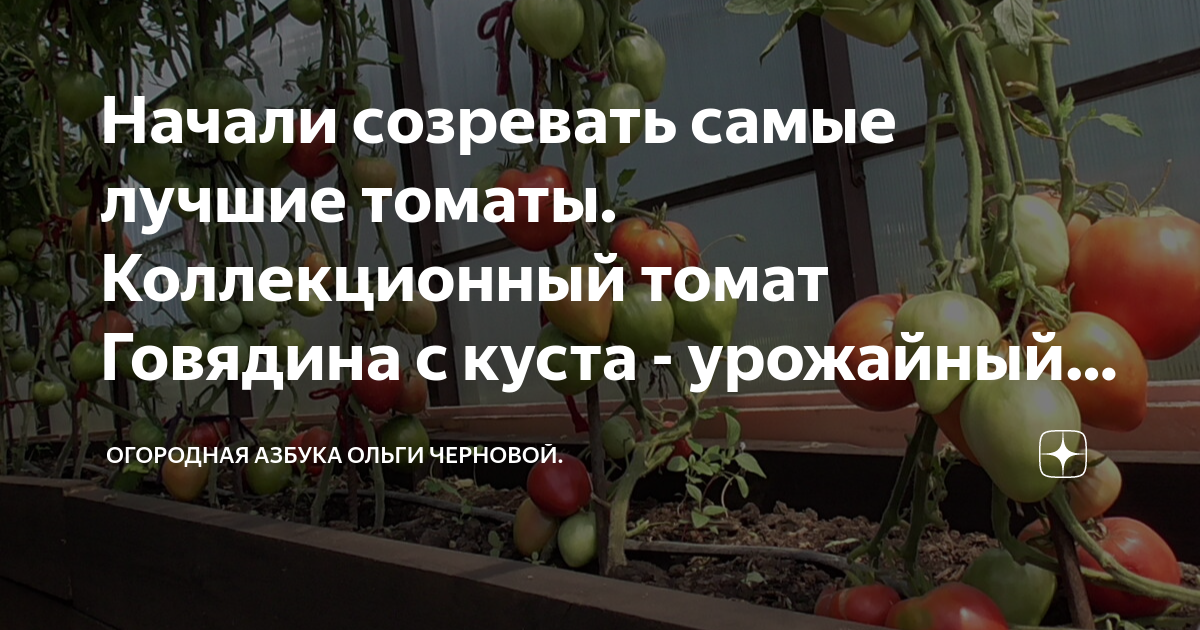 Томат говядина с куста отзывы