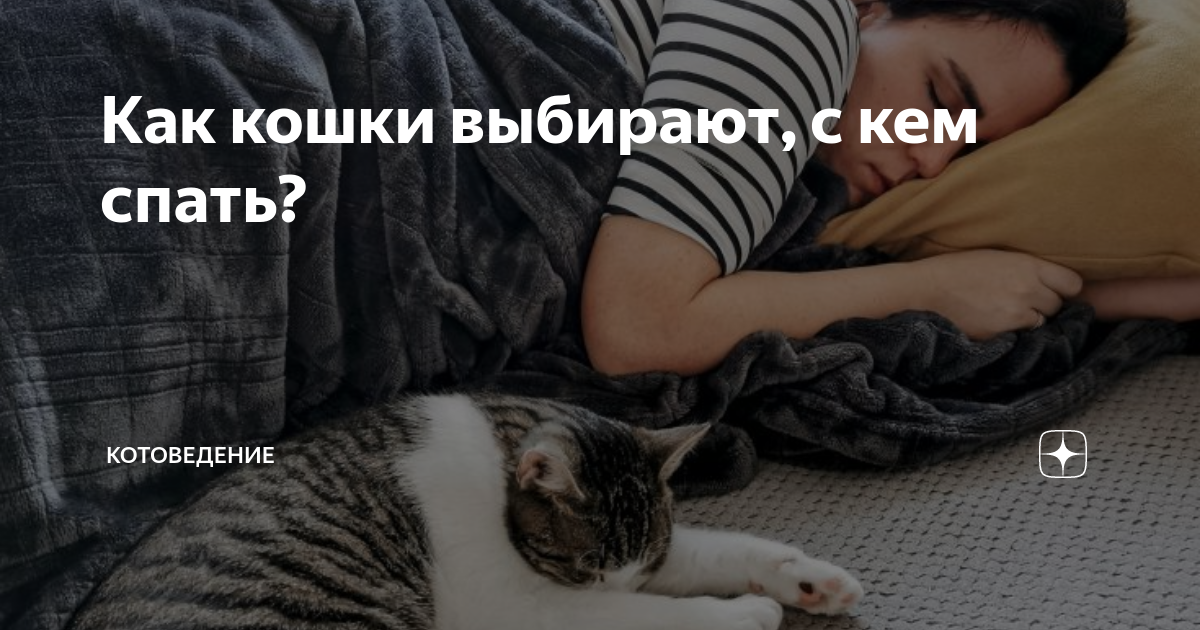 Как коты выбирают с кем спать? | Животные | WB Guru