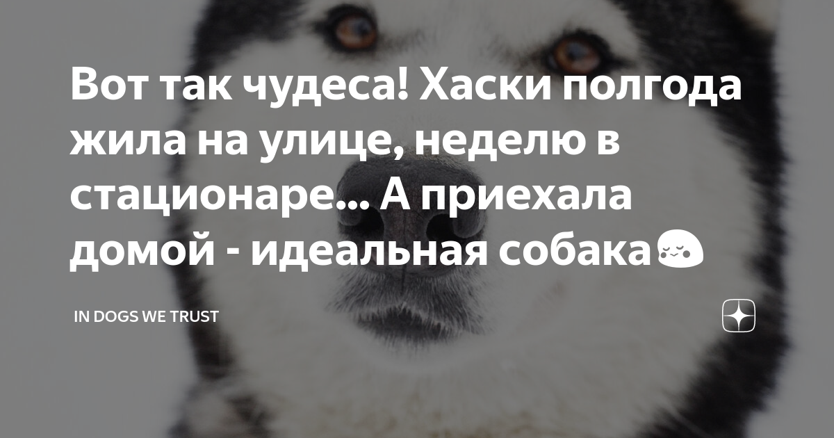 Вот так чудеса! Хаски полгода жила на улице, неделю в стационаре... А ...