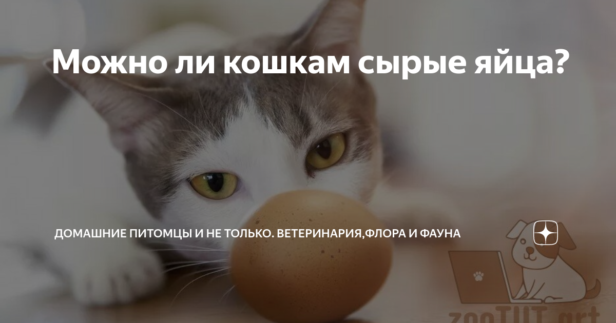Можно ли кошкам сырые яйца? | Домашние питомцы и не только. Ветеринария,  Флора и фауна | Дзен