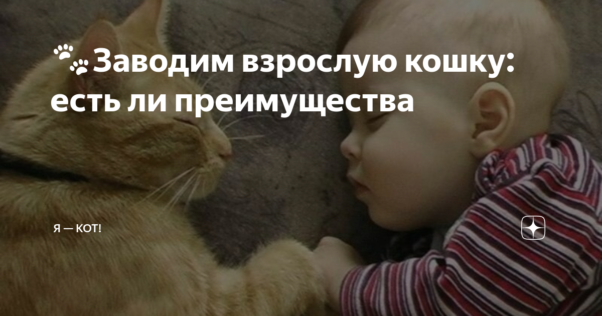 Рыжий кот на диване. Кошка и собака в одной квартире. Много животных в квартире. Маленькие кошки которые не растут. Как подружить кошку и котенка.