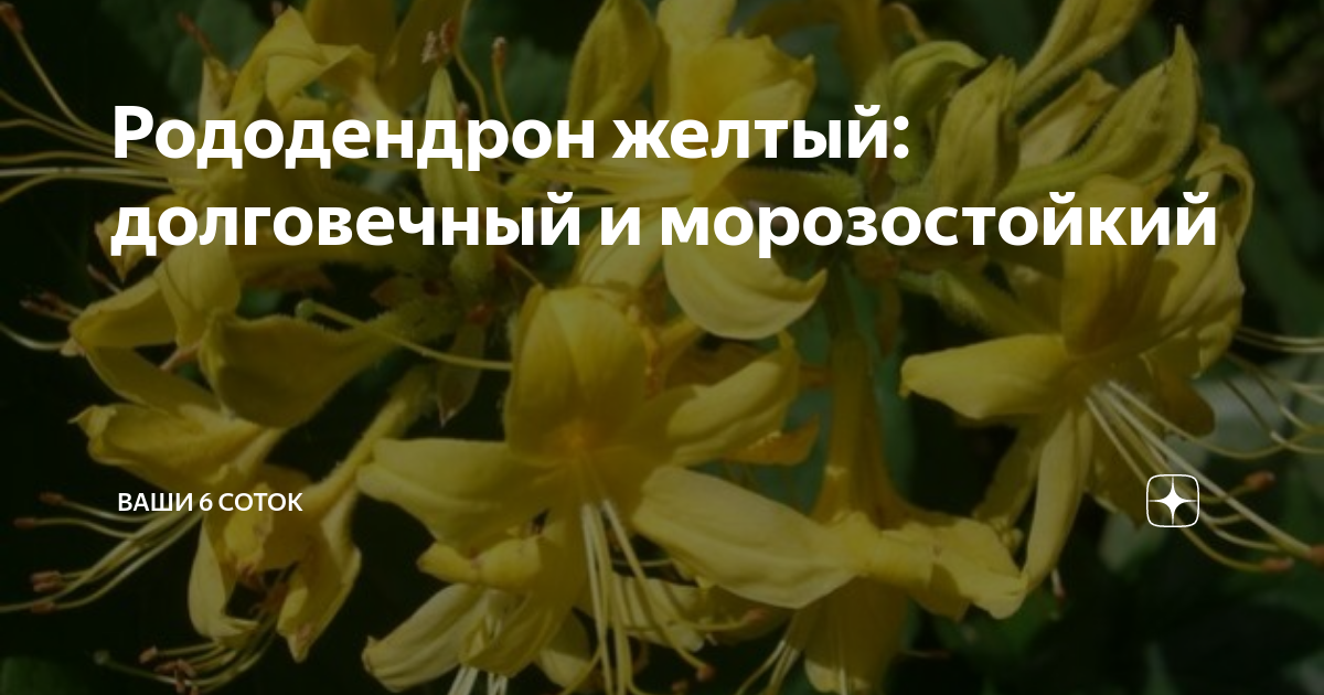 Рододендрон желтый: долговечный и морозостойкий | "Ваши 6 соток" с ...