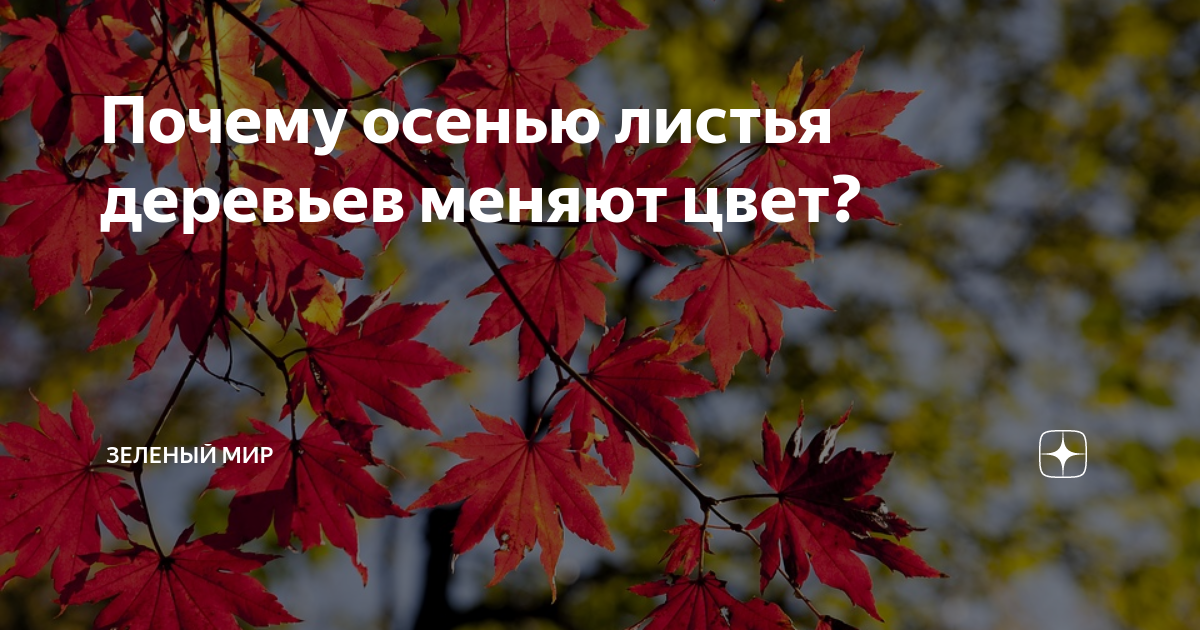 Почему осенью листья меняют цвет?