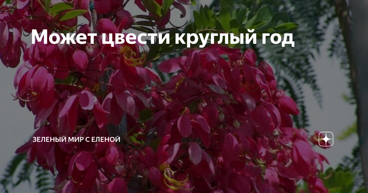 Растение которое цветет круглый год. Она цветёт круглый год самая самая. Она цветет круглый год самая. В природе ничего не цветет круглый год.