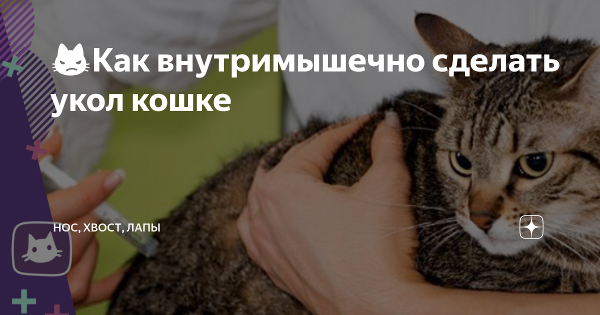 Как правильно сделать укол кошке - SUPERPET