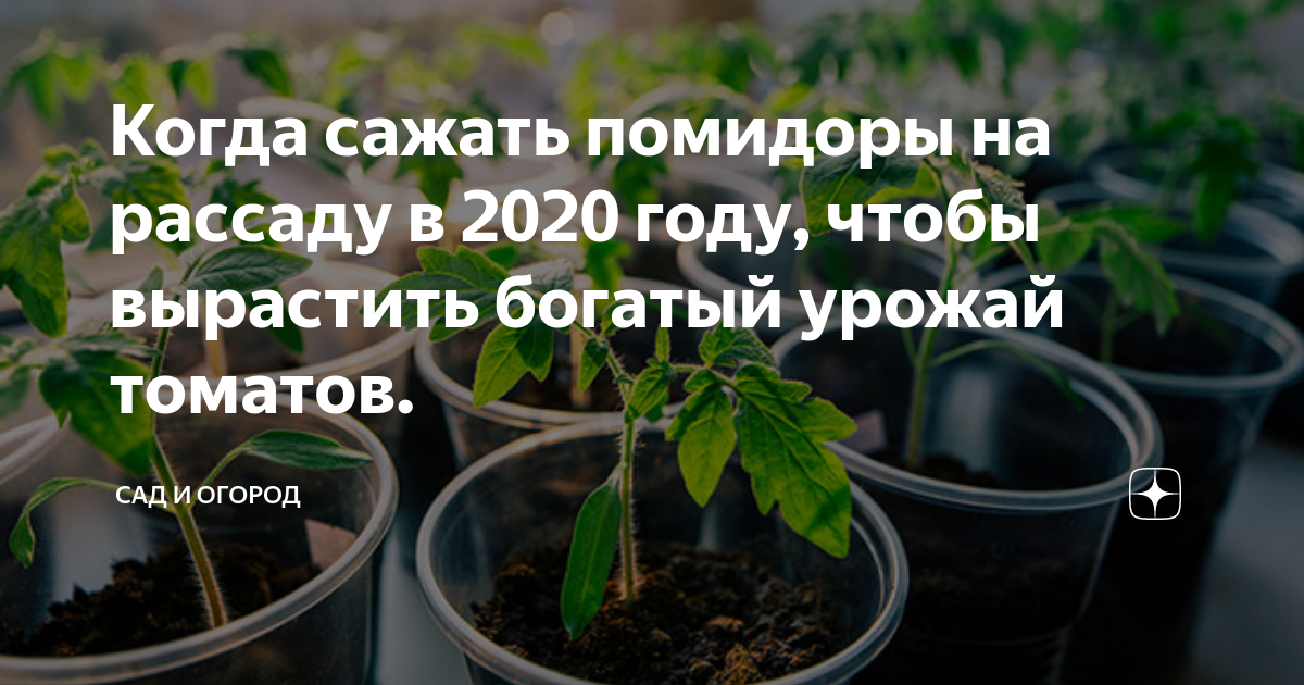 Когда лучше сеять помидоры в 2024 году. Когда сажать помидоры на рассаду в 2020 году. Посадка помидор на рассаду в 2020 году. Когда сажать томаты на рассаду. Когда садить помидоры на рассаду.