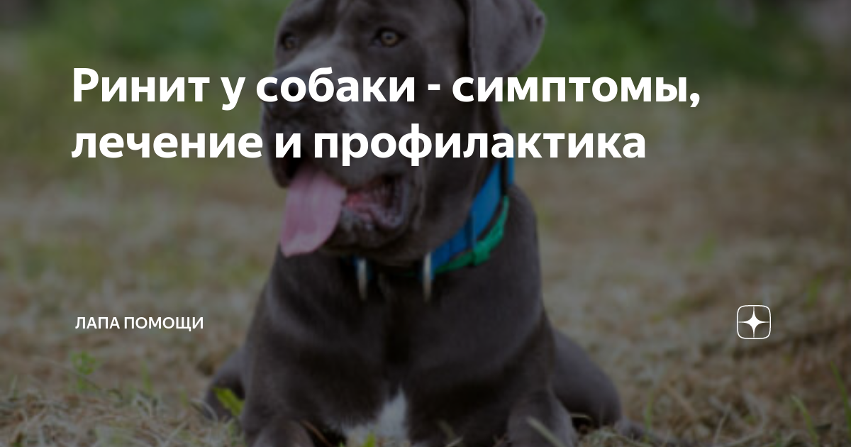 Сопли у собаки: что делать, лечение