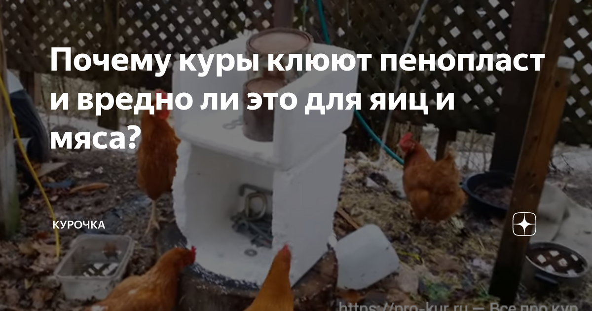 Почему курицы клюют кровь