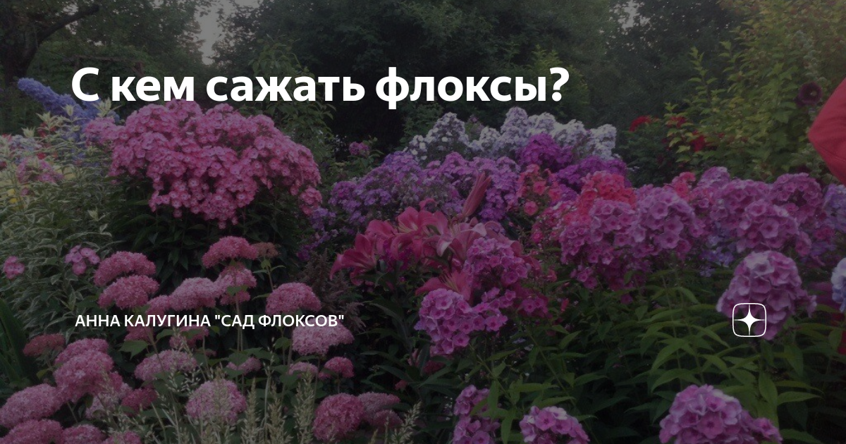 Флоксы анны калугиной. Сад флоксов Анны Калугиной. Флоксы Калугиной лучшие сорта. Сад флоксов Анны Калугиной каталог. Сад флоксов Анны Калугиной хосты.