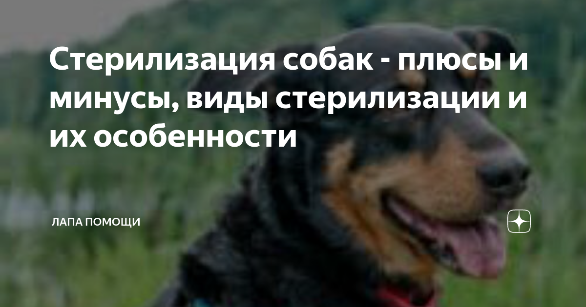 Плюсы и минусы кастрации собак. Плюсы и минусы стерилизации животных. Как вести собачку. Плюсы и минусы кастрации собак. Кастрация кошек плюсы и минусы.