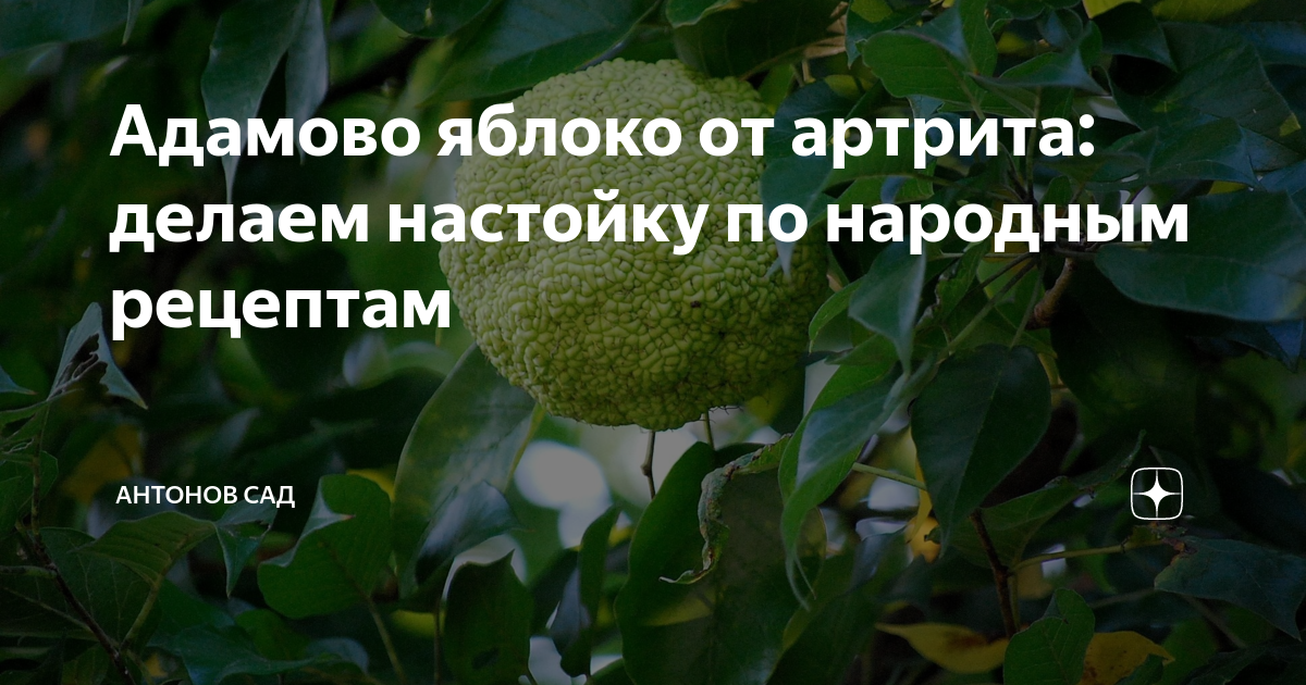 Адамово яблоко на теле. Адамово яблоко анатомия. Адамово яблоко применение. Адамово яблоко у мужчин. Адамово яблоко у женщин.