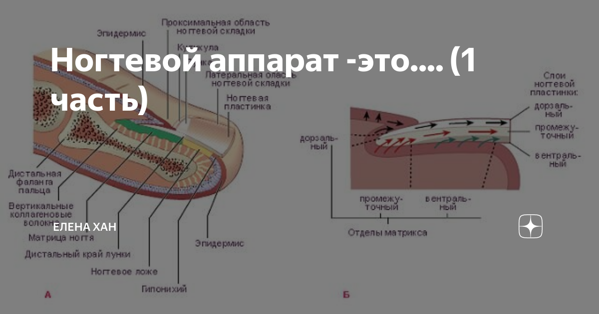 Из трех слоев верхний. Строение ногтевой пластины дорсальный слой. Слои ногтя дорсальный вентральный. Строение ногтя дорсальный слой. Слои ногтя дорсальный вентральный промежуточный.