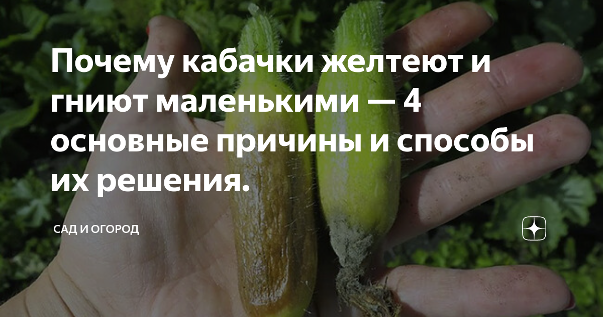 Кабачки гниют маленькими Кабачки гниют маленькими