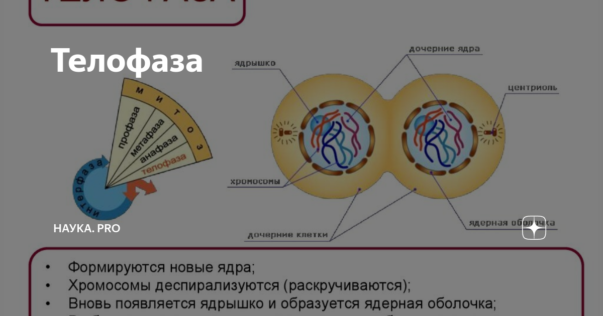 Урок 10 класс клеточный цикл. Ядра дочерних клеток в телофазе. Процесс телофазы митоза. Телофаза 2 процессы. Процессы происходящие в телофазе.
