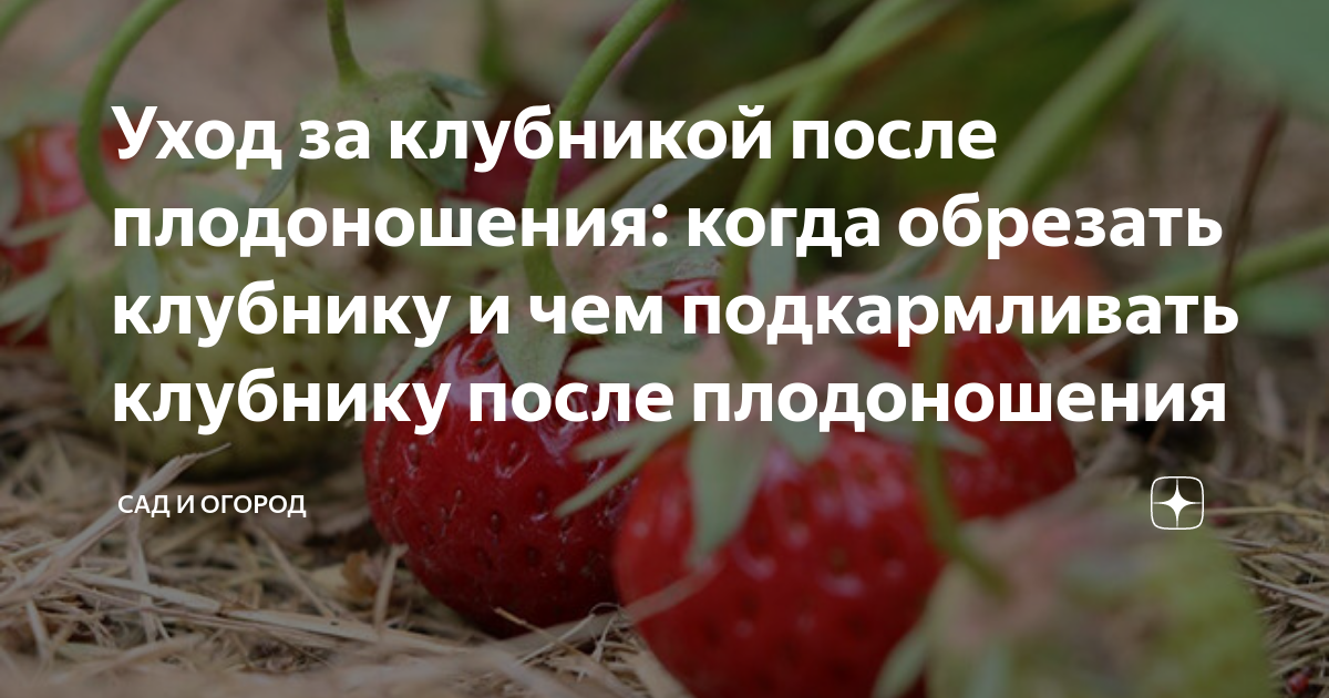 Температура после клубники. Подкормка клубники весной для большого урожая. Мульча для клубники. Клубника нехватка элементов по ягодам. Мульча в Малино.