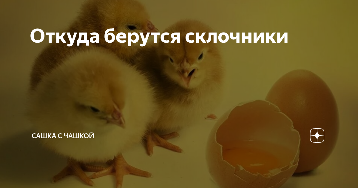 Склочник. Сашка с кормом. Склочность это. Склочники значение. Склочником