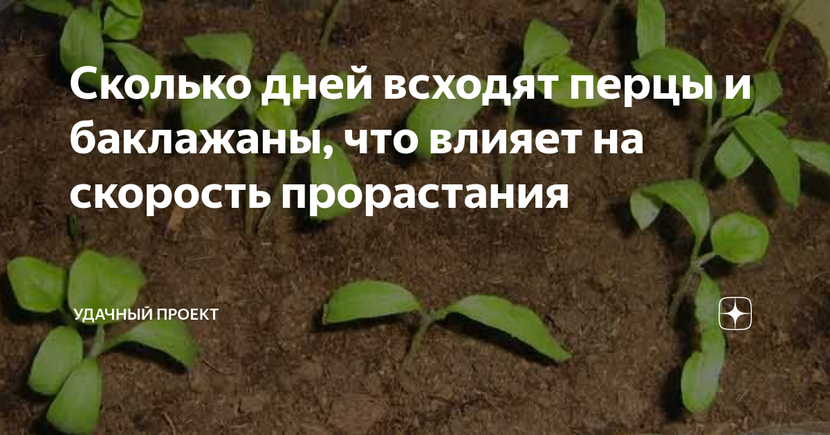 Плохо взошел перец что делать. Через сколько дней всходит перец. Сколько всходят баклажаны. Сколько времени всходят перцы. Через сколько дней всходят перцы из семян.