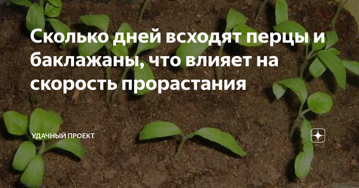 Сколько всходят баклажаны и перцы. Сколько дней всходит перец. Сколько всходят баклажаны. Через сколько дней всходят семена баклажанов.