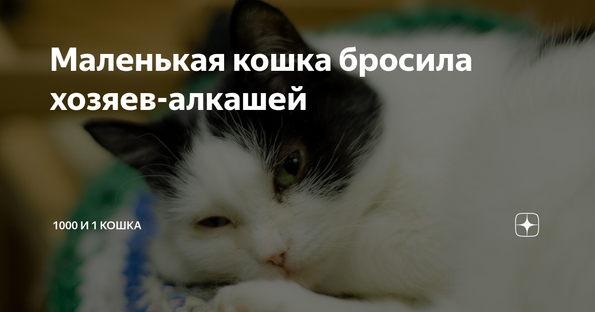 К чему снится выкидывать кошек