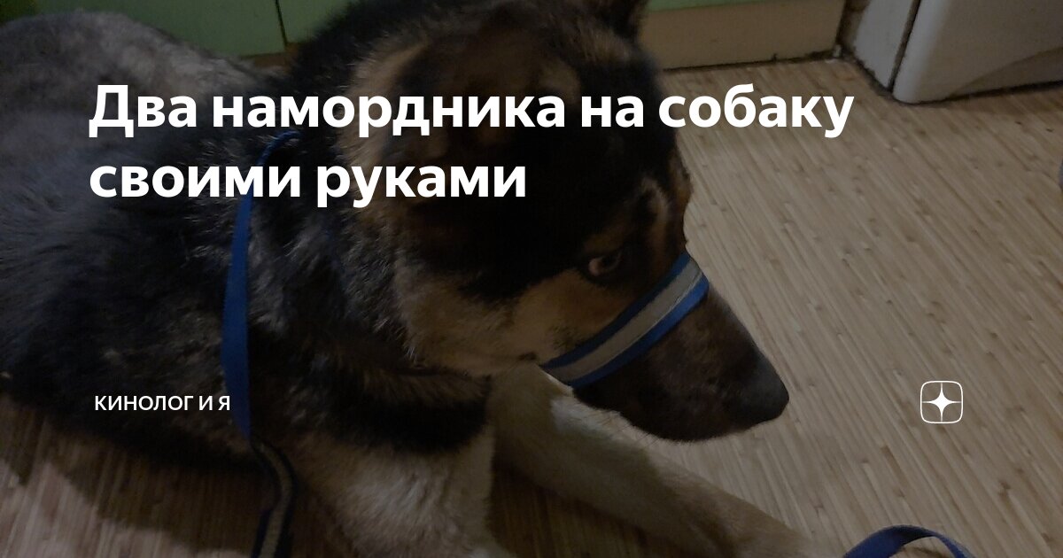 Намордник для собак. Как изготовить его своими руками? :: созвездие33.рф