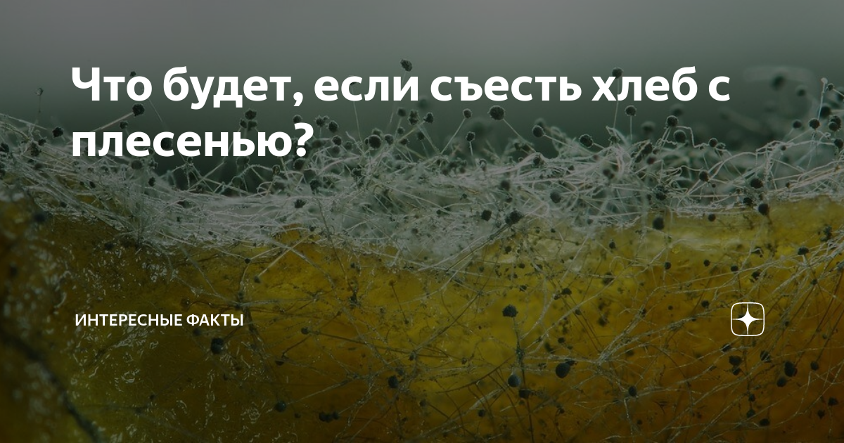 Что будет если съесть хлеб с плесенью. Что будет если съесть плесень. Если случайно съел плесень.