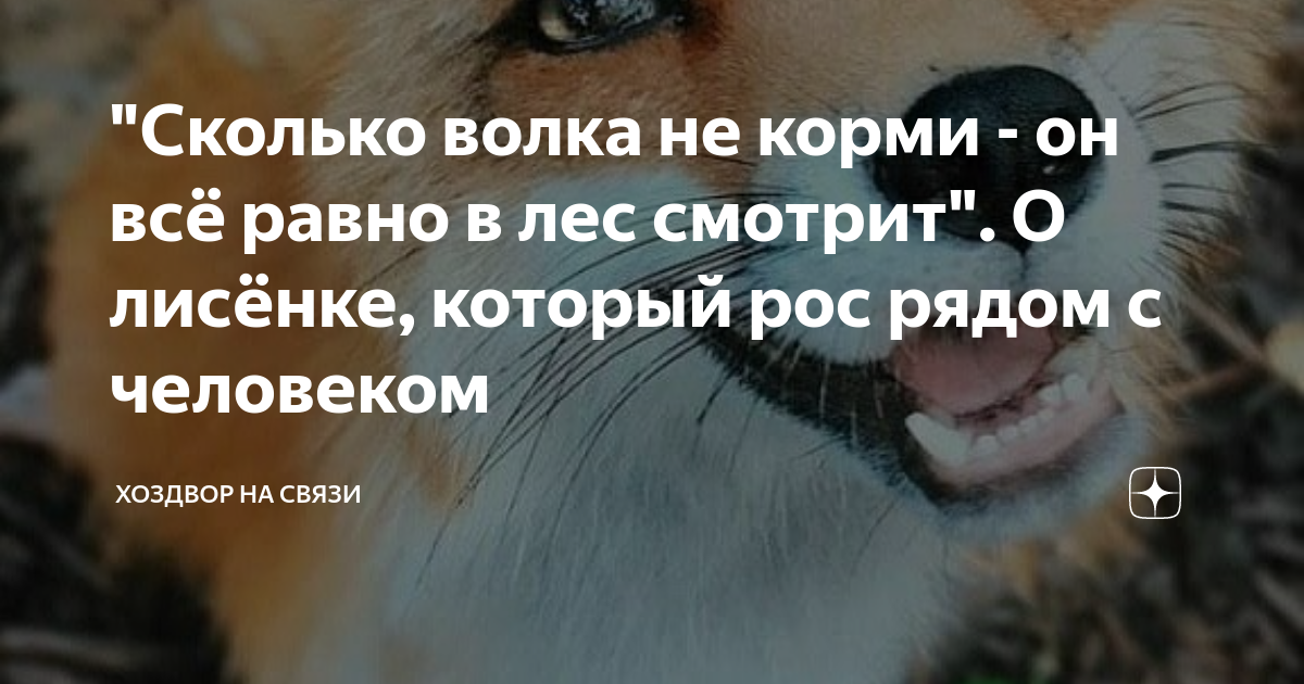 Сколько волка он смотрит в лес. Сколько волка не корми всё в лес смотрит. Сколько волка не корми все равно в лес смотрит значение. Сколько волка не корми – он всё равно в лес смотрит. Сколько волка не корми все равно в лес смотрит арт.