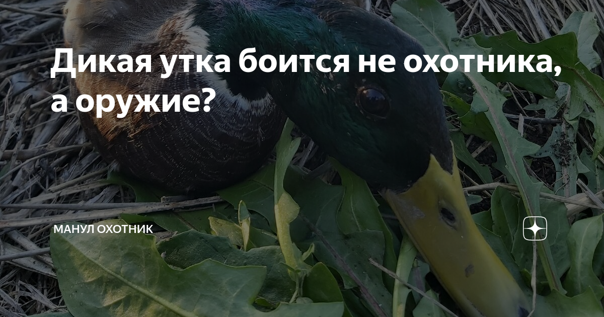 Дикая утка боится не охотника, а оружие? | МАНУЛ-охотник | Дзен