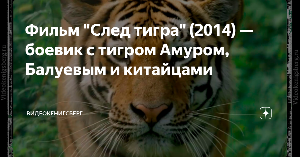 С лед тигра. След тигра.