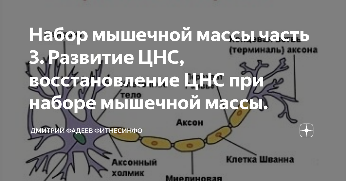 периферическая нервная система спинной мозг нервы. восстановление нервной системы. могут ли нервные клетки восстанавливаются. поврежденный нейрон. нервные клетки восстанавливаются или нет у человека.
