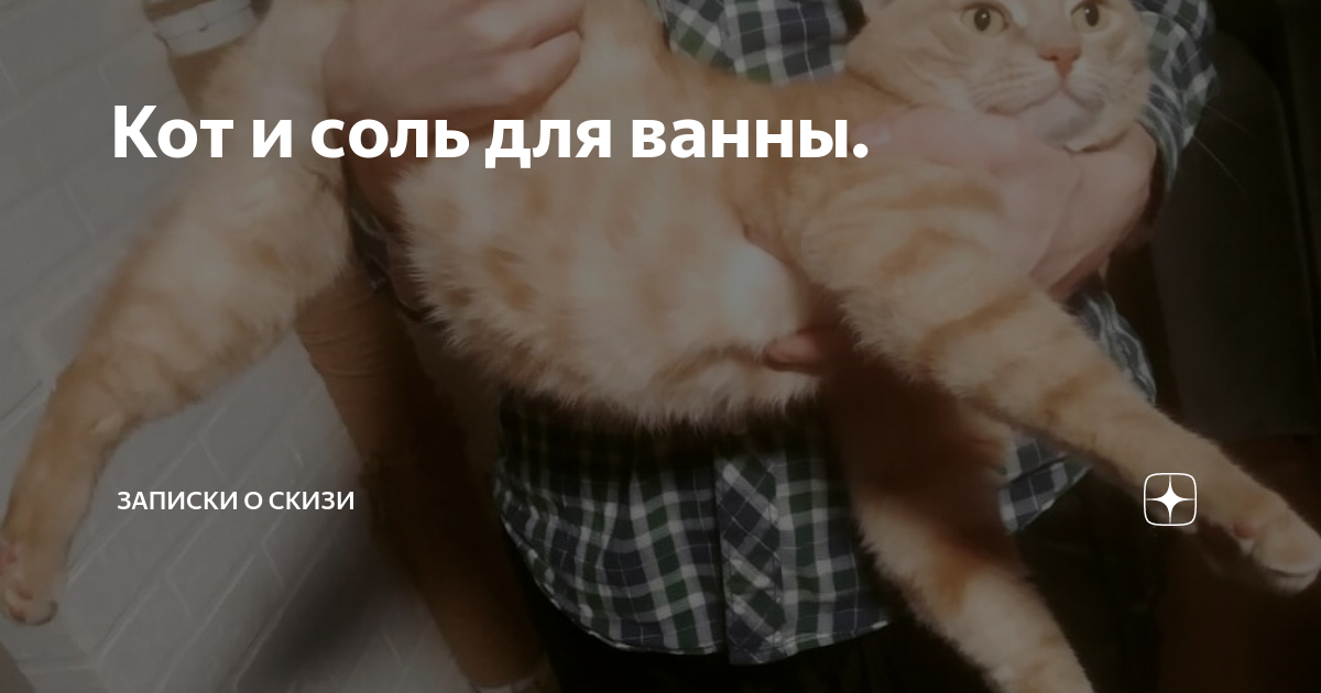 Кот и соль для ванны. | Записки о Скизи | Дзен