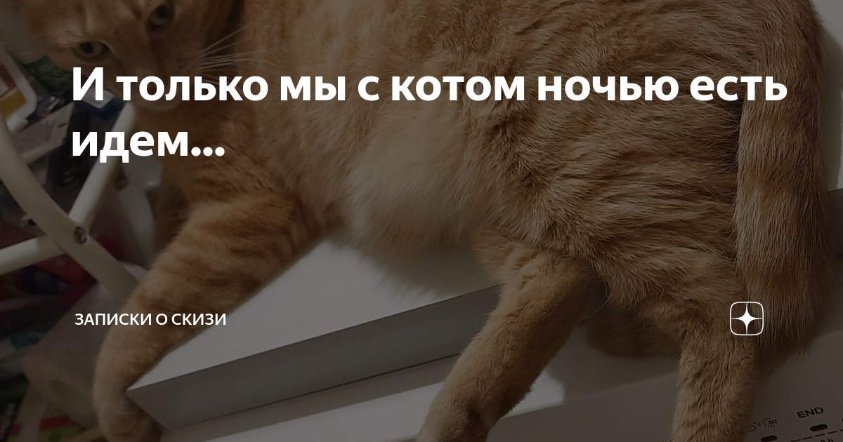 Мы пойдем на кухню с котом