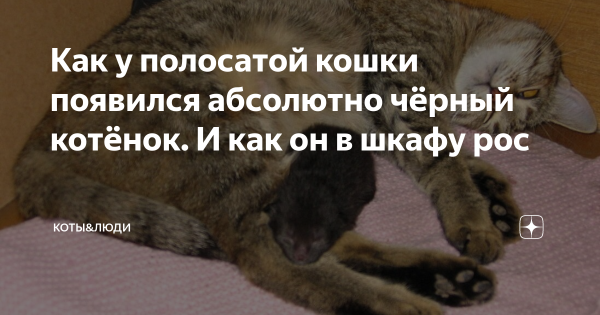 Котята в шкафу во сне