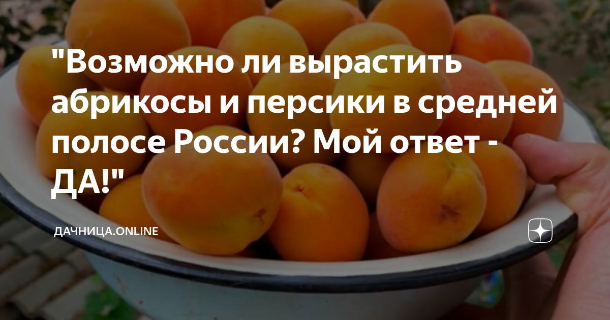 Возможно ли вырастить абрикосы и персики в средней полосе России? Мой ответ- ДА!\