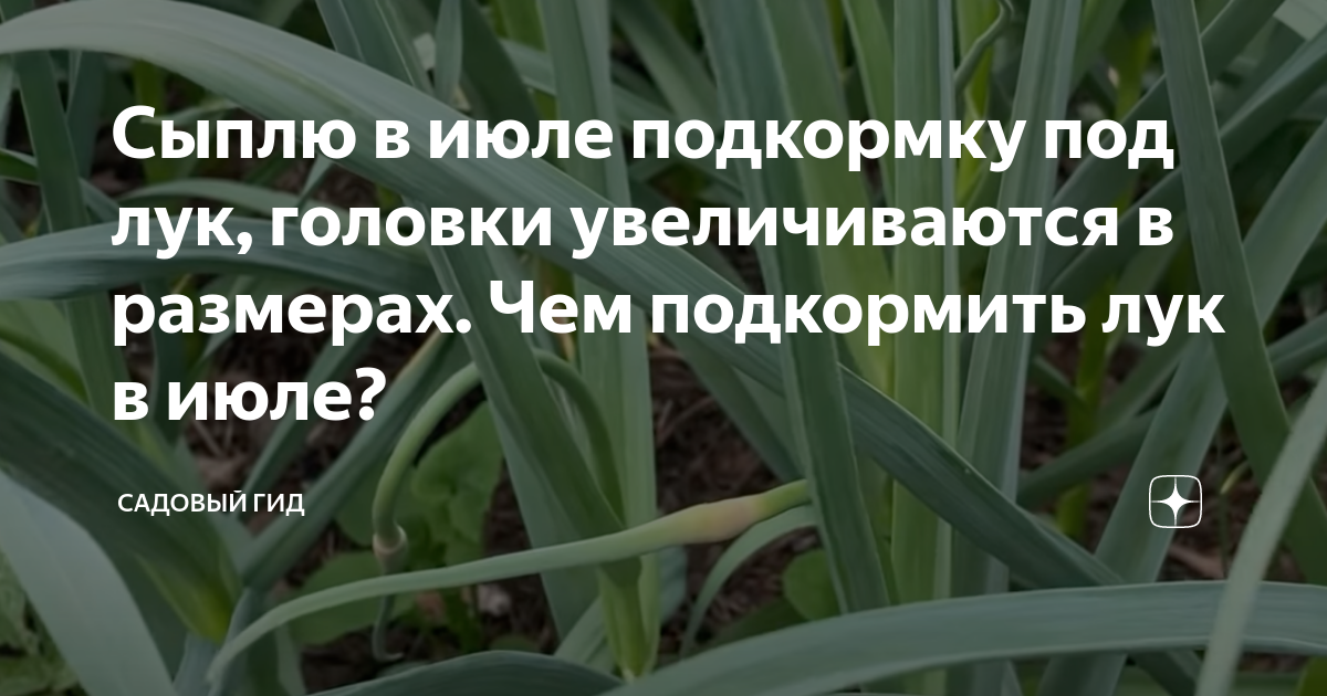 Чем можно подкормить лук в июле. Чем подкормить лук. Чем подкормить лук схема. Чем можно подкормить лук на головку. Чем подкормить лук для роста головок
